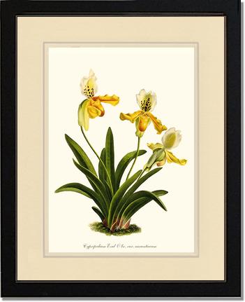Cypripedium exul | Orchid Wall Art Print