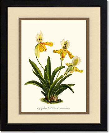 Cypripedium exul | Orchid Wall Art Print