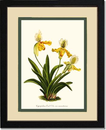 Cypripedium exul | Orchid Wall Art Print