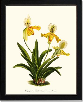 Cypripedium exul | Orchid Wall Art Print