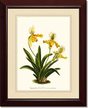 Cypripedium exul | Orchid Wall Art Print