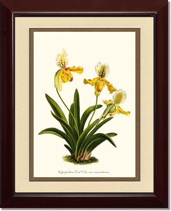 Cypripedium exul | Orchid Wall Art Print
