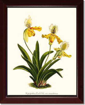 Cypripedium exul | Orchid Wall Art Print