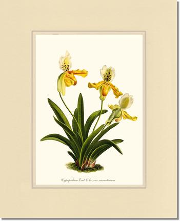 Cypripedium exul | Orchid Wall Art Print