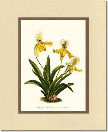 Cypripedium exul | Orchid Wall Art Print