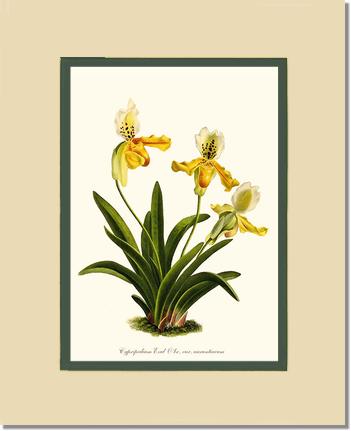 Cypripedium exul | Orchid Wall Art Print