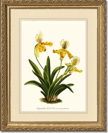 Cypripedium exul | Orchid Wall Art Print