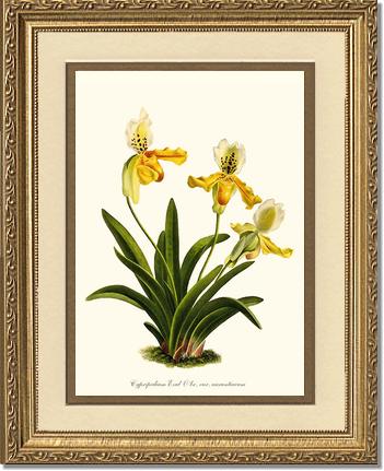 Cypripedium exul | Orchid Wall Art Print