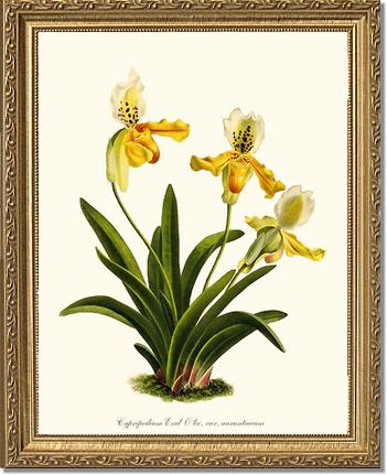 Cypripedium exul | Orchid Wall Art Print