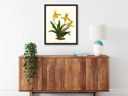 Cypripedium exul | Orchid Wall Art Print