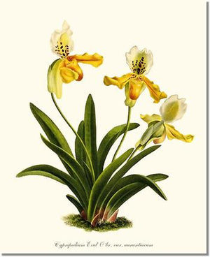 Orchid Print: Cypripedium exul
