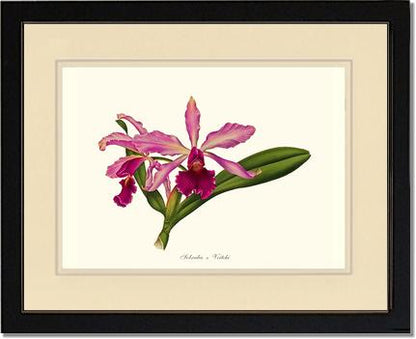 Laeliocattleya Pringiersi | Orchid Wall Art Print