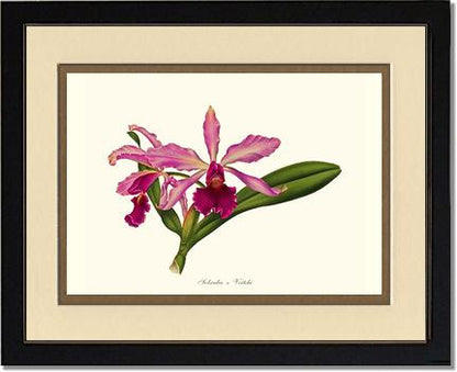 Laeliocattleya Pringiersi | Orchid Wall Art Print