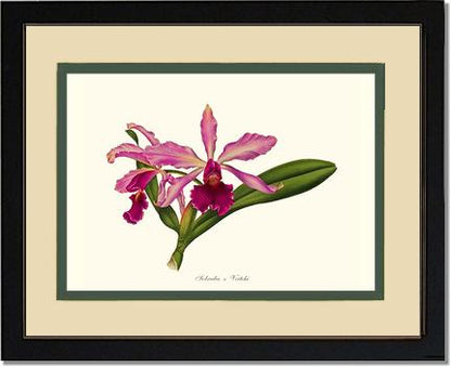 Laeliocattleya Pringiersi | Orchid Wall Art Print