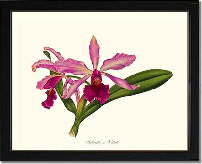 Laeliocattleya Pringiersi | Orchid Wall Art Print