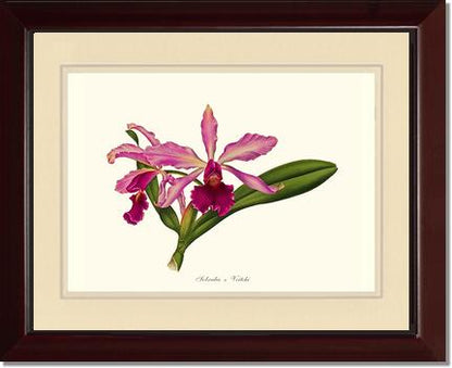 Laeliocattleya Pringiersi | Orchid Wall Art Print
