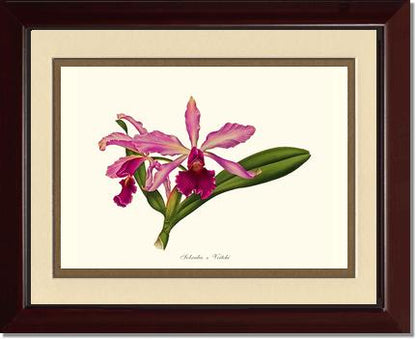 Laeliocattleya Pringiersi | Orchid Wall Art Print