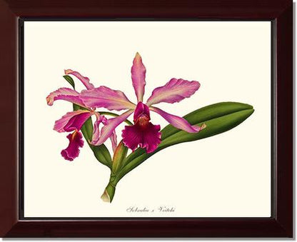 Laeliocattleya Pringiersi | Orchid Wall Art Print