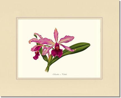 Laeliocattleya Pringiersi | Orchid Wall Art Print