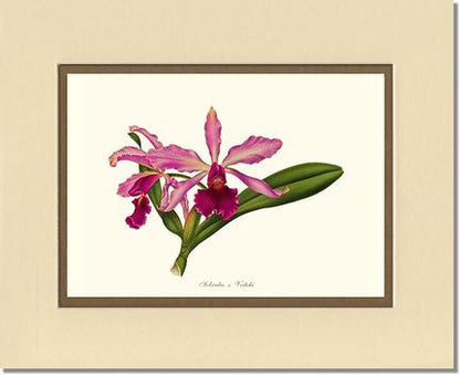 Laeliocattleya Pringiersi | Orchid Wall Art Print