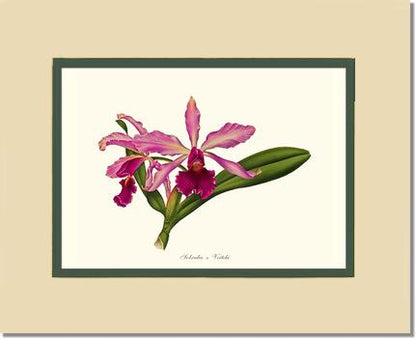 Laeliocattleya Pringiersi | Orchid Wall Art Print