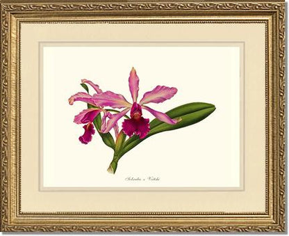 Laeliocattleya Pringiersi | Orchid Wall Art Print