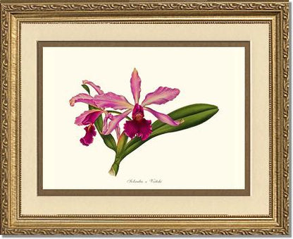 Laeliocattleya Pringiersi | Orchid Wall Art Print
