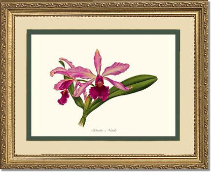 Laeliocattleya Pringiersi | Orchid Wall Art Print