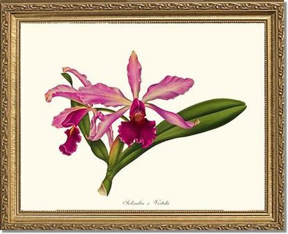 Laeliocattleya Pringiersi | Orchid Wall Art Print