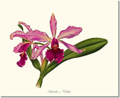 Laeliocattleya Pringiersi | Orchid Wall Art Print