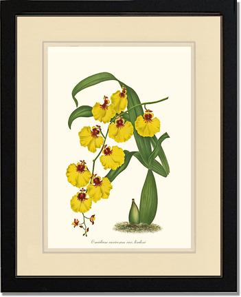 Oncidium varicosum | Orchid Wall Art Print