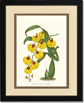 Oncidium varicosum | Orchid Wall Art Print
