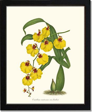 Oncidium varicosum