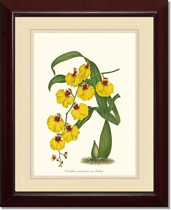 Oncidium varicosum | Orchid Wall Art Print