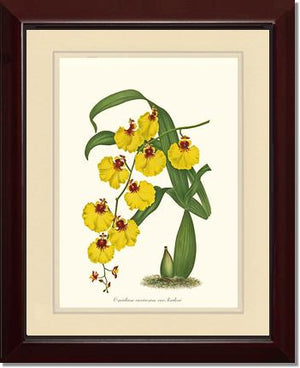 Oncidium varicosum