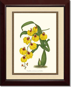 Oncidium varicosum
