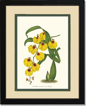 Oncidium varicosum