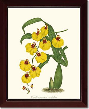 Oncidium varicosum