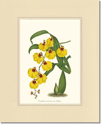 Oncidium varicosum | Orchid Wall Art Print