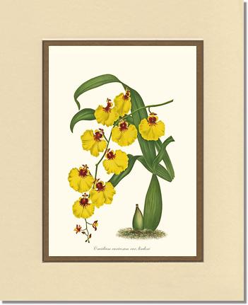 Oncidium varicosum | Orchid Wall Art Print