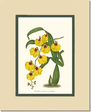 Oncidium varicosum
