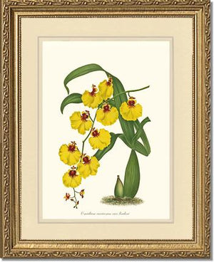 Oncidium varicosum