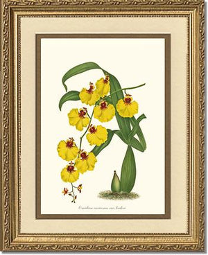 Oncidium varicosum