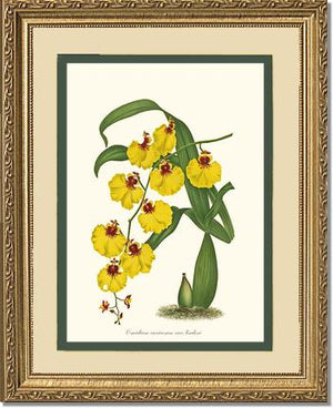 Oncidium varicosum