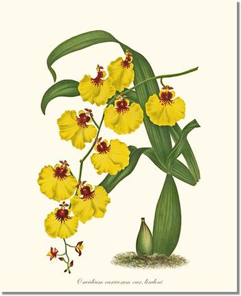 Orchid Print: Oncidium varicosum
