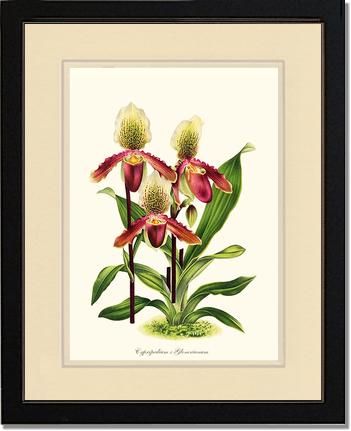 Cypripedium Glonerianum | Orchid Wall Art Print