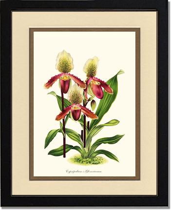 Cypripedium Glonerianum | Orchid Wall Art Print