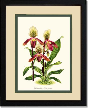 Cypripedium Glonerianum | Orchid Wall Art Print
