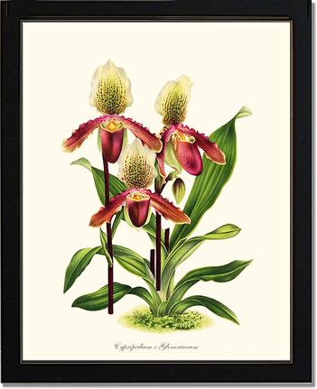 Cypripedium Glonerianum | Orchid Wall Art Print