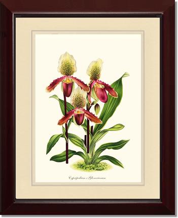Cypripedium Glonerianum | Orchid Wall Art Print